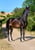 Horse ad
