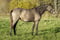 Annuncio cavallo