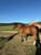 Horse ad