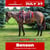 Horse ad