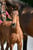 Annuncio cavallo