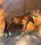 Annuncio cavallo