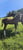 Horse ad