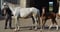 Horse ad
