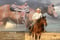 Annuncio cavallo