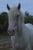 Horse ad