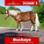 Paardadvertentie