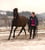 Horse ad