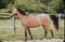 Horse ad
