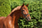Horse ad