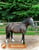 Annuncio cavallo