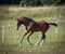 Horse ad