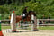 Horse ad