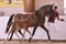 Horse ad