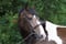 Horse ad