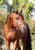 Annuncio cavallo