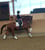 Horse ad