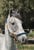 Horse ad