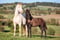 Annonce cheval
