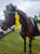 Annuncio cavallo