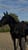 Horse ad