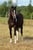 Annuncio cavallo