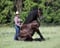 Horse ad