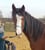Annonce cheval