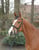 Annuncio cavallo
