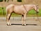 Horse ad