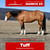 Paardadvertentie