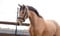 Horse ad
