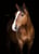 Anuncio de caballos