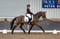 Annuncio cavallo