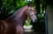 Horse ad