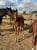 Horse ad