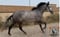 Horse ad