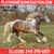 Horse ad