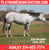 Horse ad