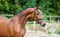 Annuncio cavallo
