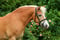 Anuncio de caballos