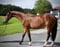 Horse ad