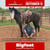 Paardadvertentie