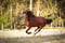 Anuncio de caballos