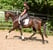 Annuncio cavallo