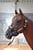 Annonce cheval