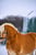 Horse ad