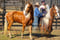 Horse ad