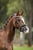 Anuncio de caballos
