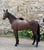 Annuncio cavallo